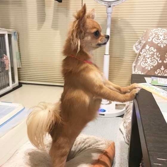 直立二足歩行　チワワ　可愛い
