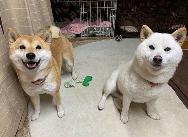 見つめるQ太郎くんとみかんちゃん