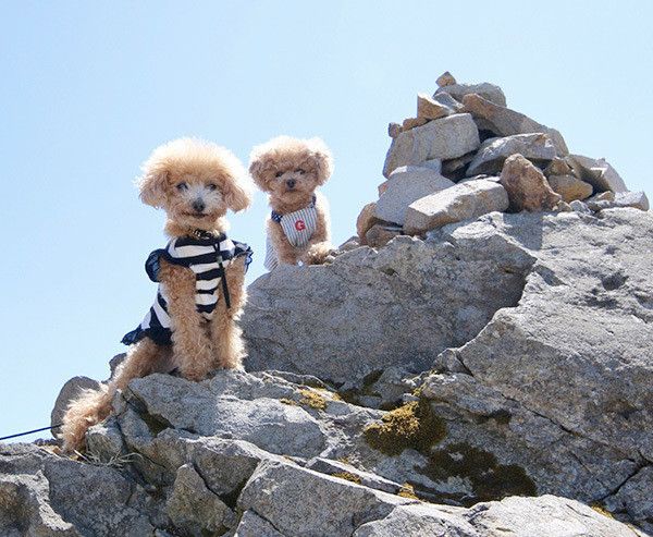 山に登るトイ･プードル