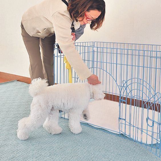 外でしかトイレをしない愛犬 おうちトイレできるようにするため の４つの方法って いぬのきもちweb Magazine