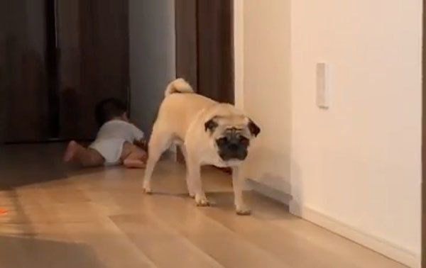 床の研究をするおとーとくんと見守るパグ