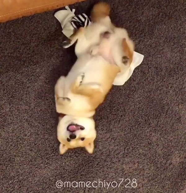 クネクネする豆千代くん