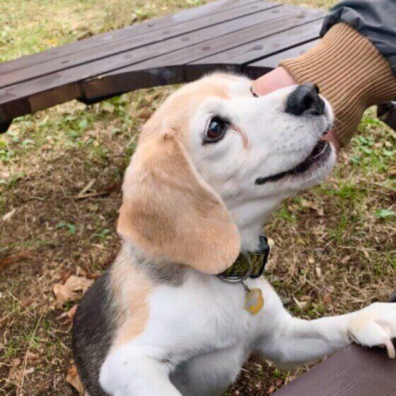 ビーグルのターボちゃん