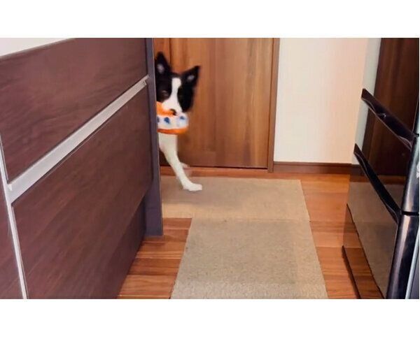 おもちゃを持ってくるノエルちゃん