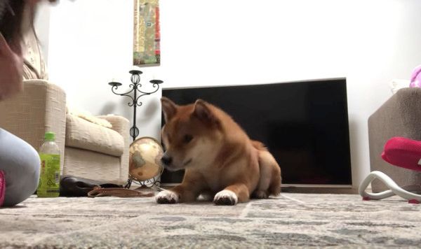 こんにちはの練習をする柴犬