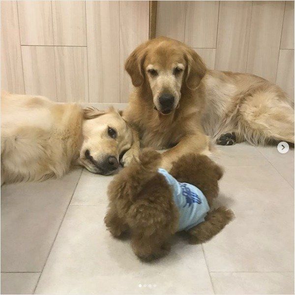 ゴールデン・レトリーバーとトイ・プードル