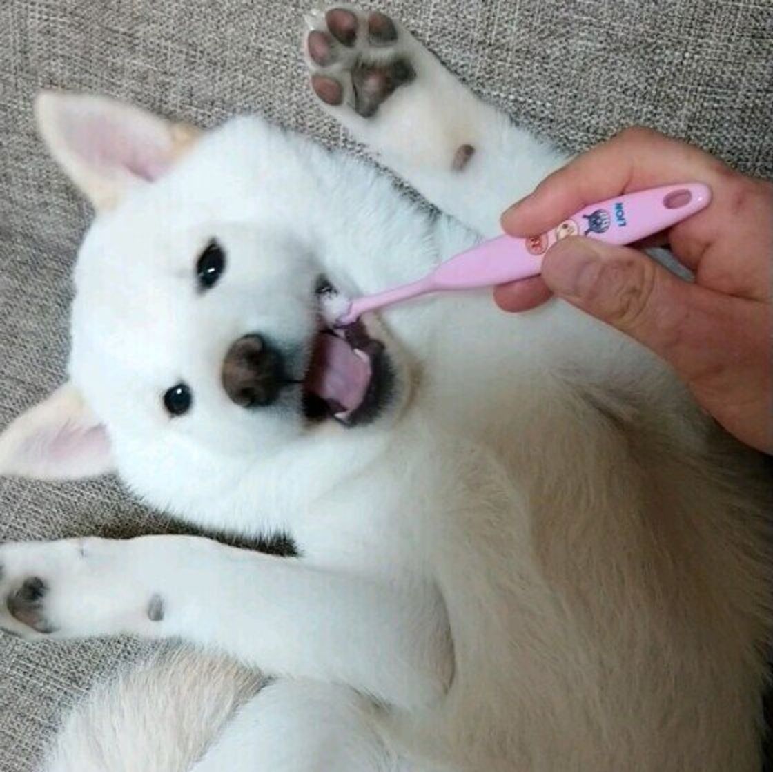 犬の歯は何本 犬の歯の役割 を獣医師に聞いてみた いぬのきもちweb Magazine 犬の歯は何本 犬の歯の役割 を獣医師に聞いてみた いぬのきもちweb Magazine