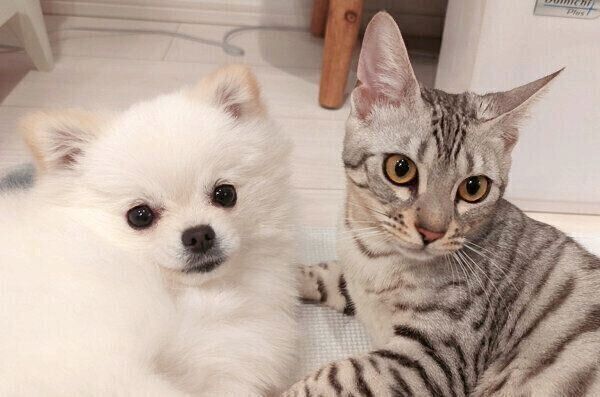 仲良しなこめたくんとうにちゃん