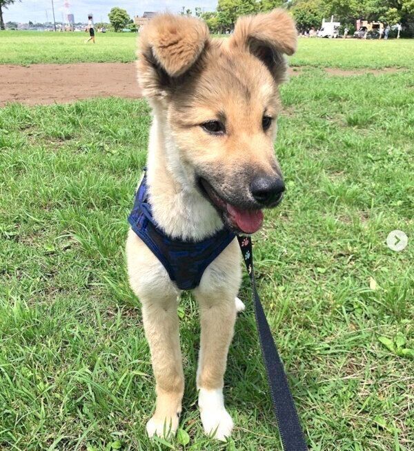 お散歩を楽しむタビくん