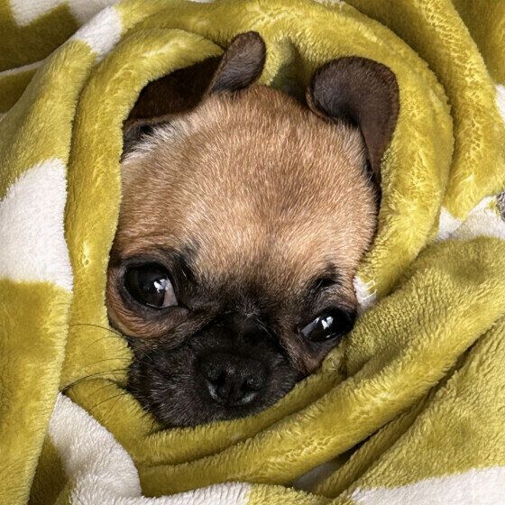 冬の散歩、犬の寒さ対策はいつからはじめる? 獣医師に聞いてみた いぬのきもち