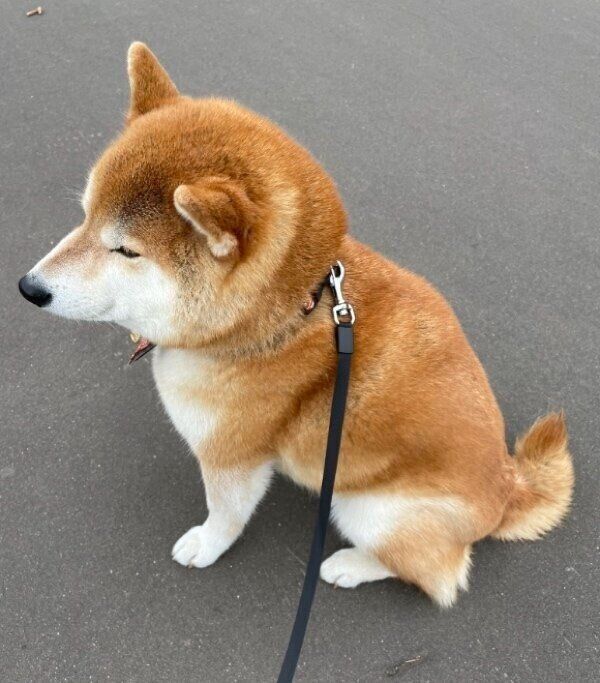 「キツネ」と言われたハルちゃん