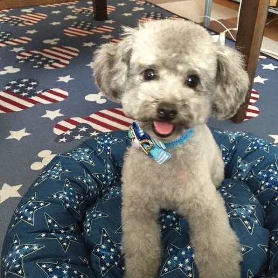 笑顔なトイ・プードル