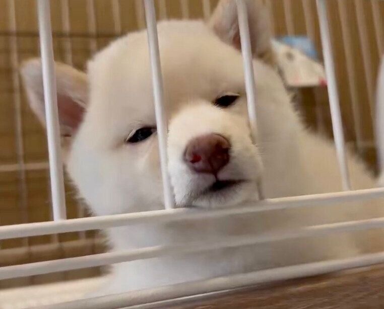 眠気に負けそうなこもちちゃん