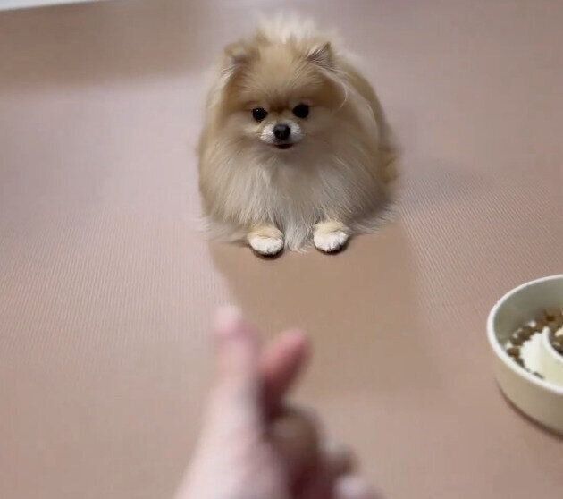 見つめるなごみちゃん