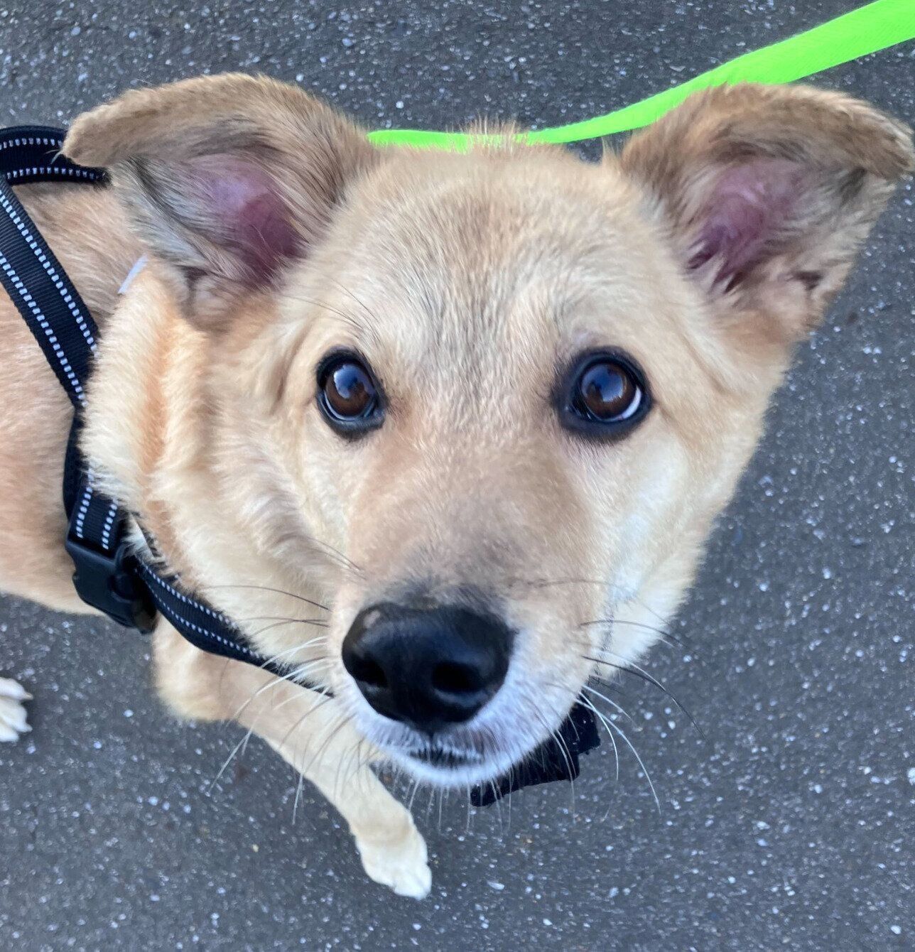 散歩中に飼い主さんを見上げるてんくん。