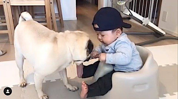 仲良しなパグと赤ちゃん