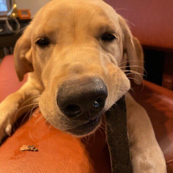 見つめるラブラドール・レトリーバー