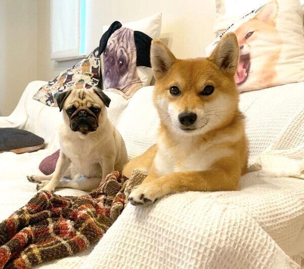 ソファでくつろぐラルくんとアキちゃん