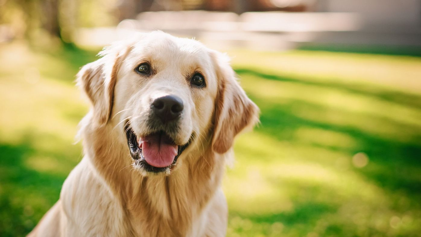 獣医師監修 犬のフケの原因 大量のフケの原因や考えられる病気も いぬのきもちweb Magazine 獣医師監修 犬のフケの原因 大量のフケの原因や考えられる病気も いぬのきもちweb Magazine