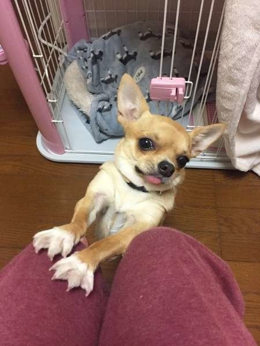 愛犬が話しかけてるように感じるしぐさ 行動8選 いぬのきもちweb Magazine 愛犬が話しかけてるように感じるしぐさ 行動8選 いぬのきもちweb Magazine