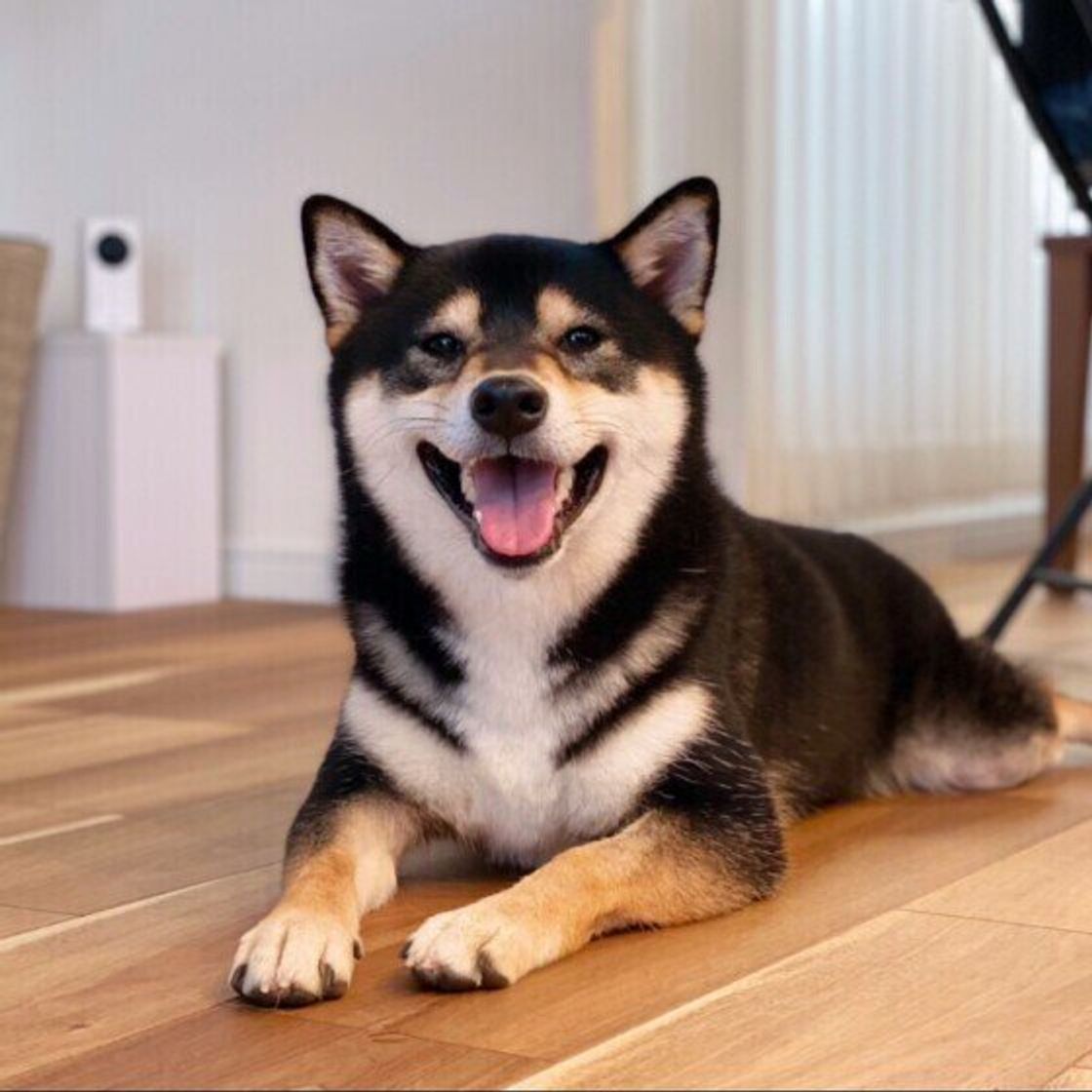 皮膚の色が変わった 犬に シミ ができる理由を獣医師が解説 いぬのきもちweb Magazine 皮膚の色が変わった 犬に シミ ができる理由を獣医師が解説 いぬのきもちweb Magazine