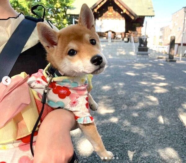 浴衣を着るきなこちゃん