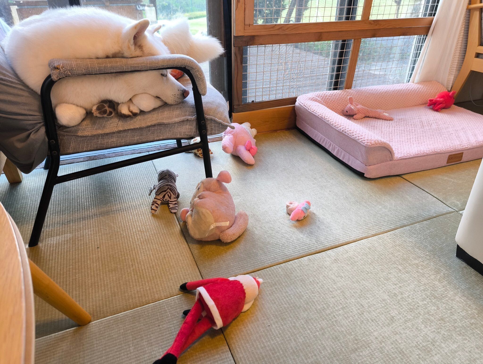 ぬいぐるみ愛がすごいこまちちゃん。