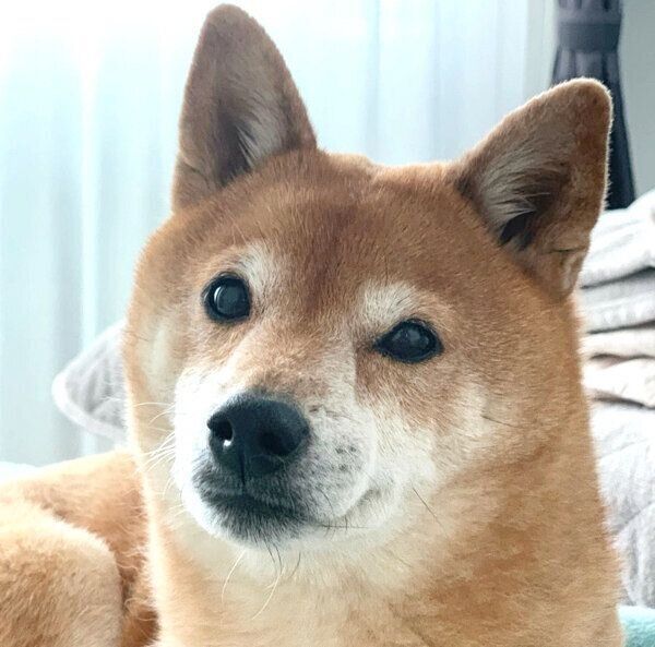 見つめるカンナくん