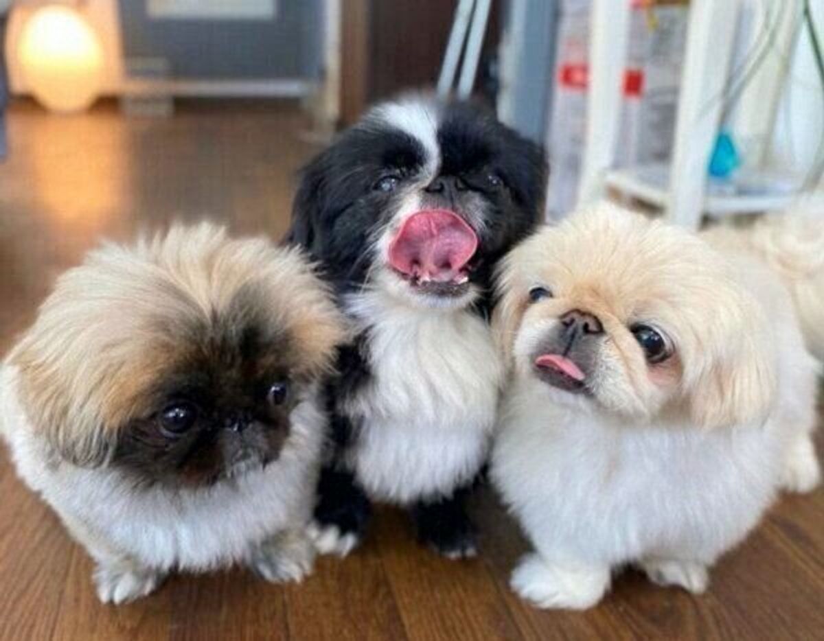 先住犬とともに 可愛い圧 をかける元保護犬 家族になって1年 新たな一面をたくさん見せていた いぬのきもちweb Magazine 先住犬とともに 可愛い圧 をかける元保護犬 家族になって1年 新たな一面をたくさん見せていた いぬのきもちweb Magazine