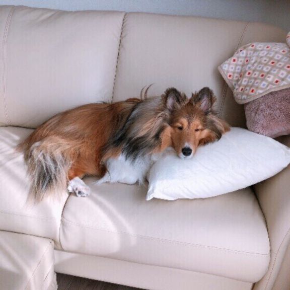 シェットランド・シープドッグの佐吉ちゃん