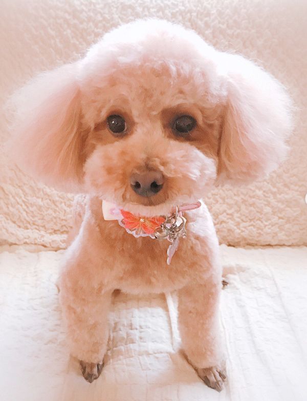 パパさんを出待ちするトイ・プードル