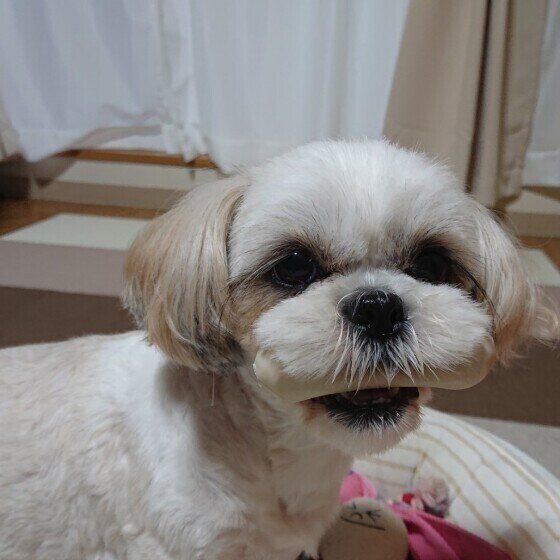 愛犬が大切なおもちゃをこっそり隠す？ 不思議な行動の理由とは いぬのきもち