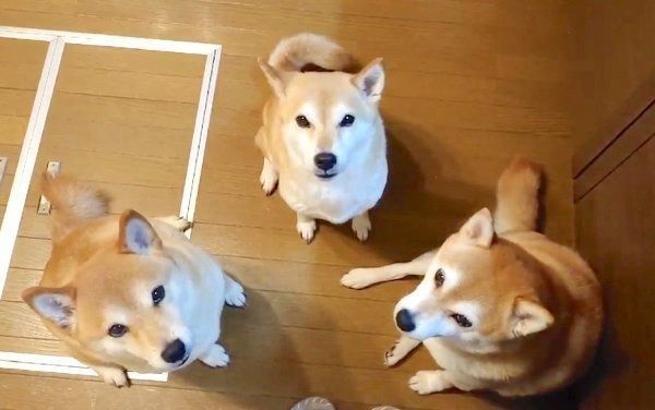 飼い主さんを囲む柴犬一家
