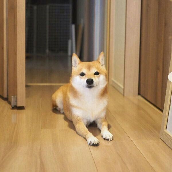 飼い主さんを見守るにこちゃん