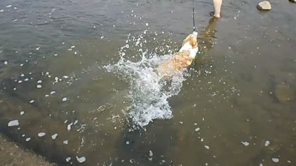 海で遊ぶ犬