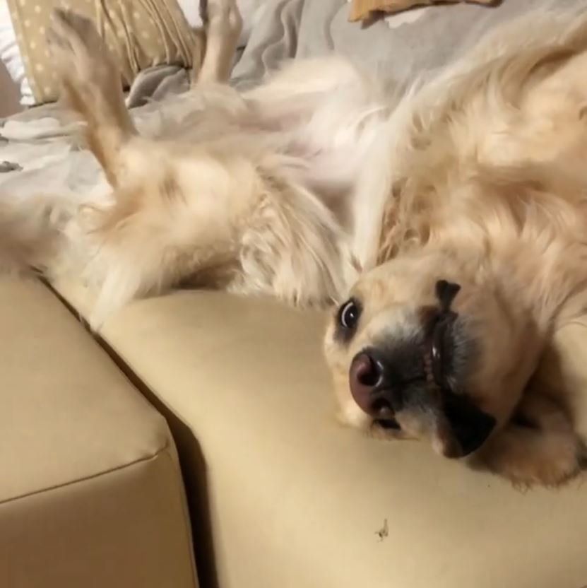 凄い姿のゴールデン・レトリーバー