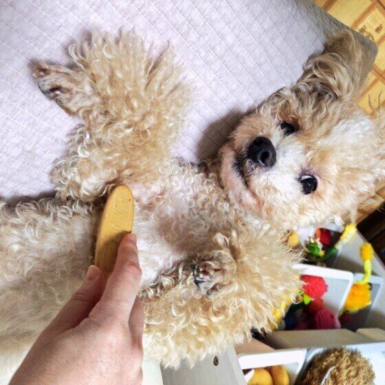 ブラッシング中のワンちゃん