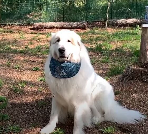 グレート・ピレニーズのアランくん