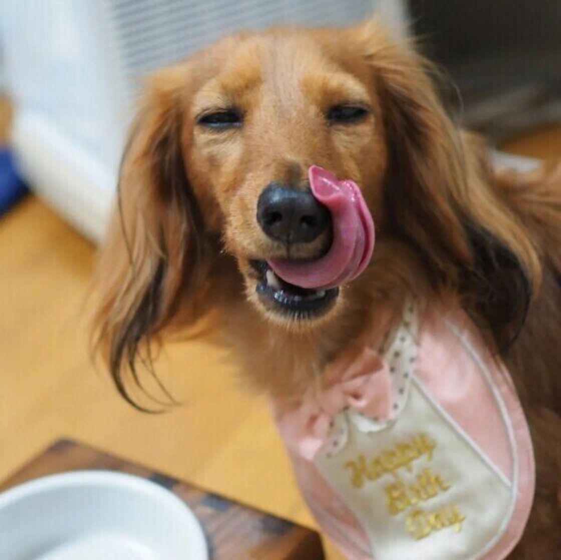 犬が舌なめずりする理由 かわいい画像もご紹介 いぬのきもちweb Magazine 犬が舌なめずりする理由 かわいい画像もご紹介 いぬのきもちweb Magazine