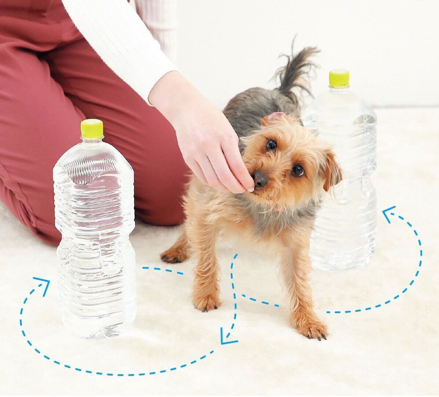 犬の ロコモティブシンドローム は長生きを阻害する いぬのきもちweb Magazine 犬の ロコモティブシンドローム は長生きを阻害する いぬのきもちweb Magazine