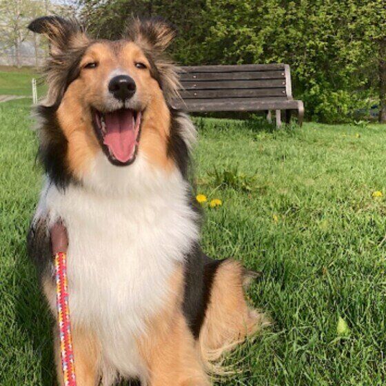犬がマダニに咬まれたら無理に取るのはNG! マダニがついたときの対処法 いぬのきもち