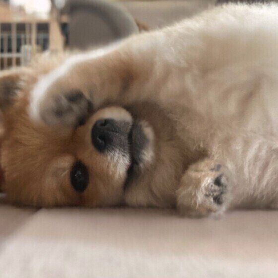 くつろぐポメラニアン