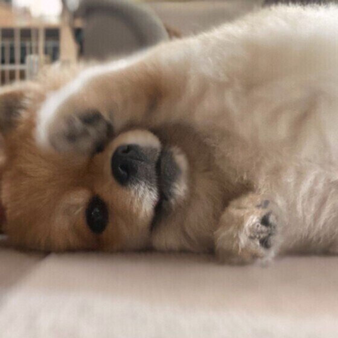 犬が留守番で 寂しい と感じているサインは 特徴的な行動が見られることも いぬのきもちweb Magazine 犬が留守番で 寂しい と感じているサインは 特徴的な行動が見られることも いぬのきもちweb Magazine