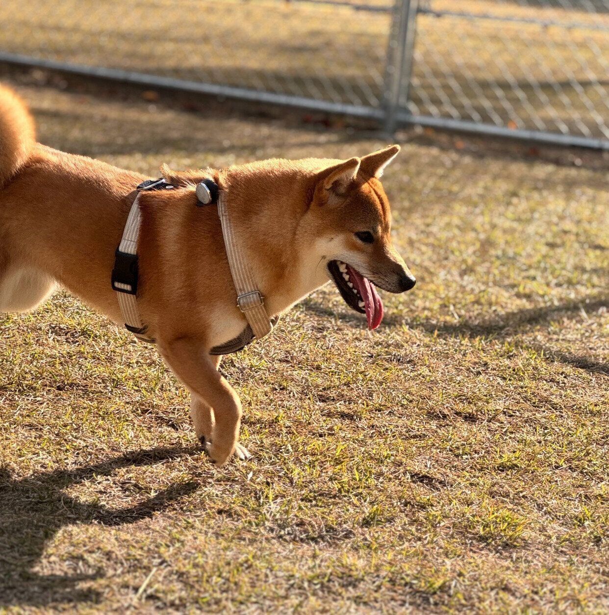 生後8カ月のころに撮影したうめちゃん