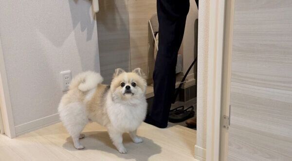 真顔で飼い主さんを見つめるちくわくん