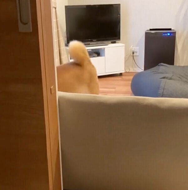 飼い主さんの様子をチラチラと見に来る大豆くん