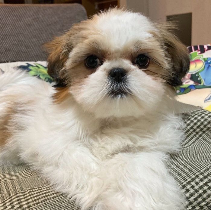 毛をカットして雰囲気が変わったこまちちゃん