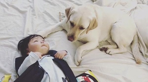 赤ちゃんとラブラドール・レトリーバー