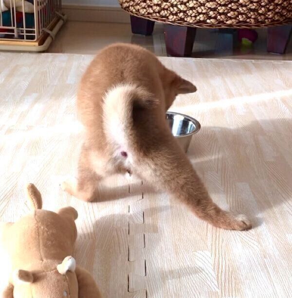 食べ方のクセが強いあくびちゃん