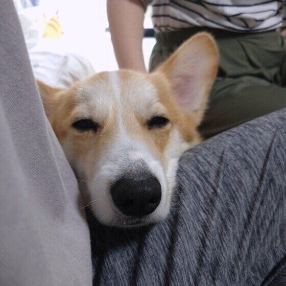 飼い主さんの足を枕にするウェルシュ・コーギー・ペンブローク